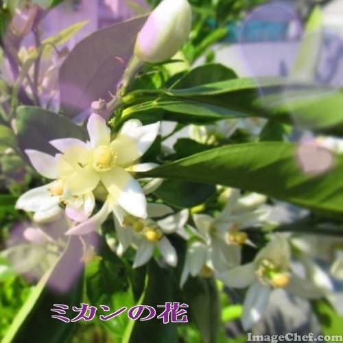 5/13 ミカンの花.jpg