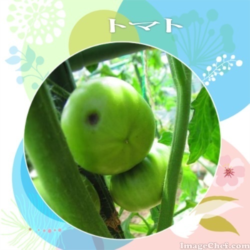 6/11 トマト.jpg