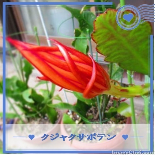 6/9 サボテン.jpg