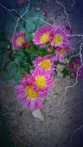 112/24 花 .gif