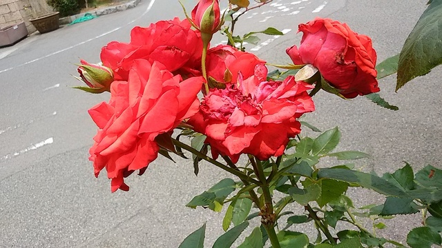 DSC_0205.jpg