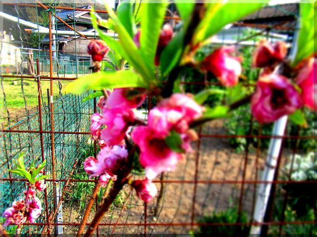 花桃.jpg