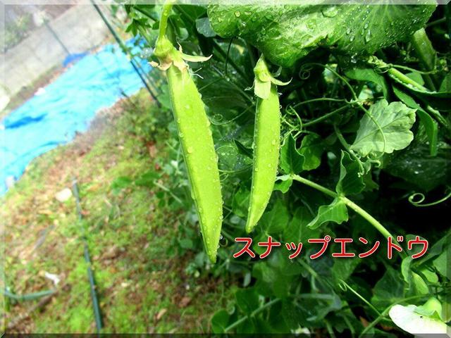 1/3 エンドウ.jpg