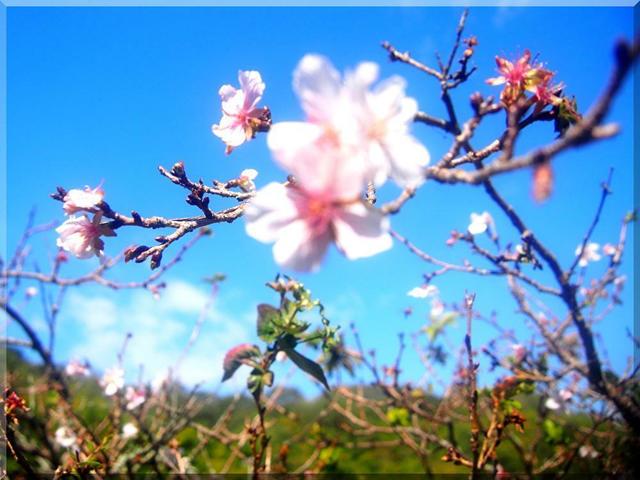 11/8 桜.jpg