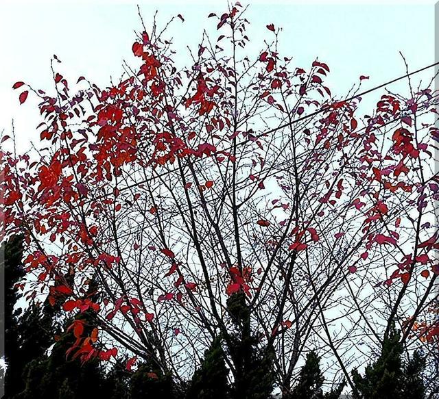 12/10 紅葉.jpg