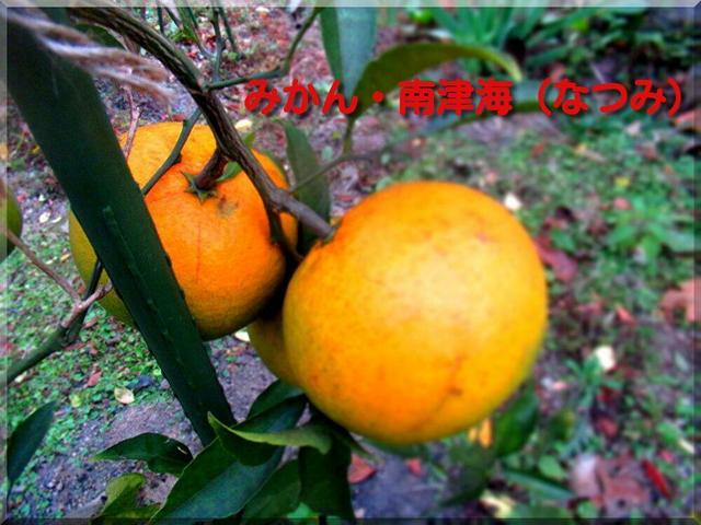 12/1 みかん.jpg