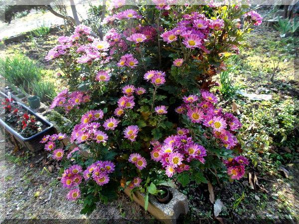 12/26 小菊.jpg