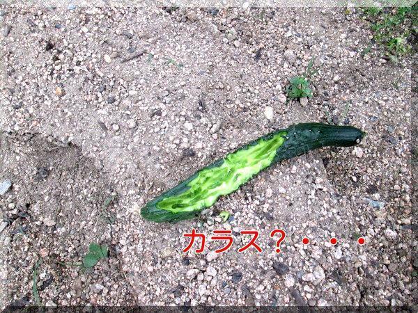 5/29 キュウリ.jpg