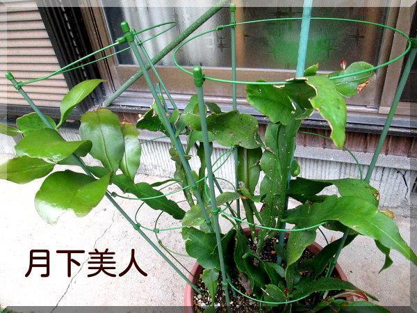 5/30 月下美人.jpg