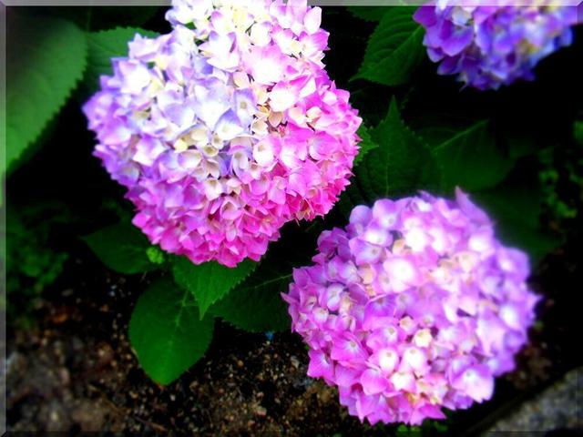 6/3 紫陽花.jpg