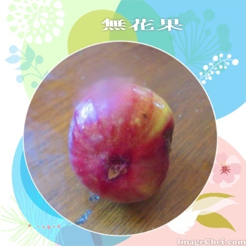 8/14 イチジク.jpg